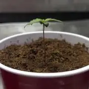 Next Generation Seeds First Contact