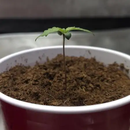 Next Generation Seeds First Contact