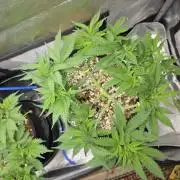 Next Generation Seeds First Contact