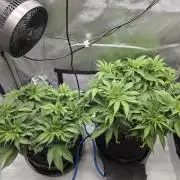 Next Generation Seeds First Contact