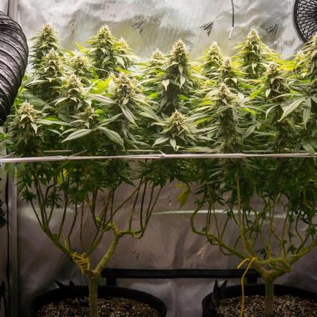Next Generation Seeds Avalon CBD