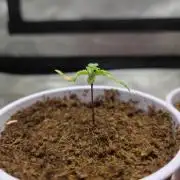 Next Generation Seeds First Contact