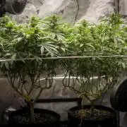 Next Generation Seeds Avalon CBD