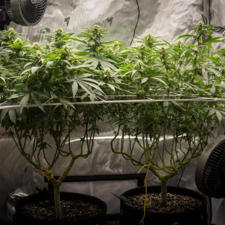 Next Generation Seeds Avalon CBD