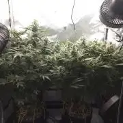 Next Generation Seeds First Contact
