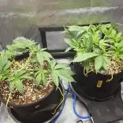 Next Generation Seeds First Contact