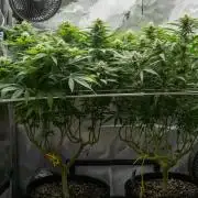 Next Generation Seeds Avalon CBD