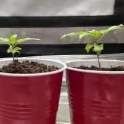 Next Generation Seeds First Contact