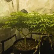 Next Generation Seeds Avalon CBD