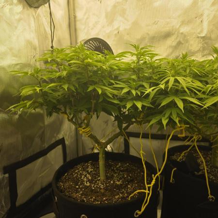 Next Generation Seeds Avalon CBD
