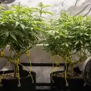 Next Generation Seeds Avalon CBD