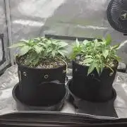 Next Generation Seeds First Contact
