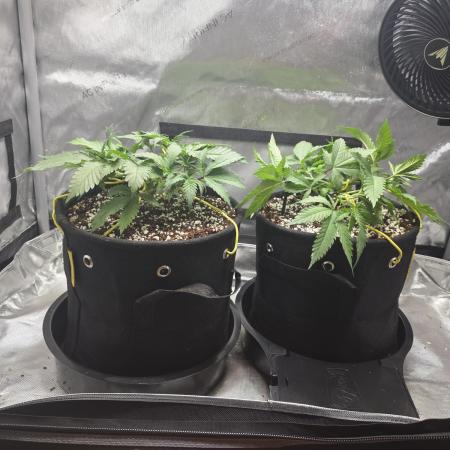 Next Generation Seeds First Contact