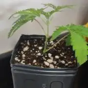 Mimosa