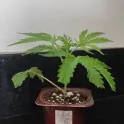 Strawberry Coug