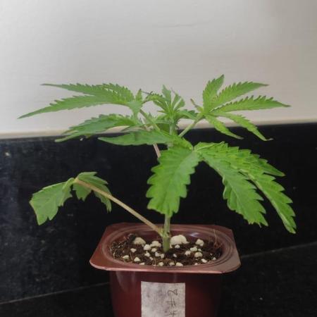 Strawberry Coug