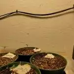 Grow 4