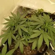 Red Hot Cookies