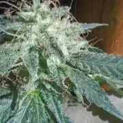 Red Hot Cookies