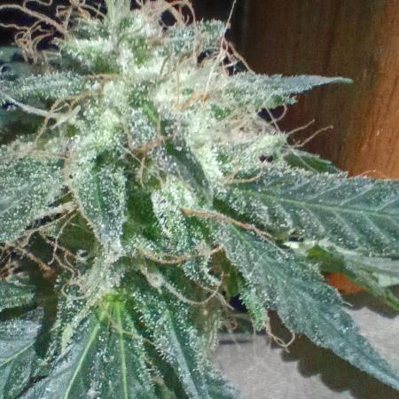 Red Hot Cookies