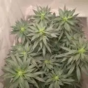 PEYOTE GORILLA