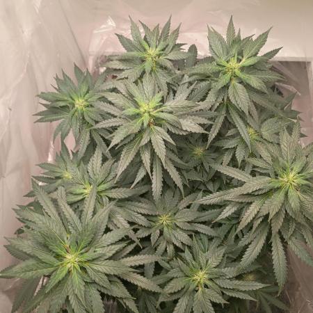 PEYOTE GORILLA
