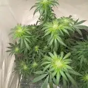 Red Hot Cookies