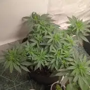 PEYOTE GORILLA