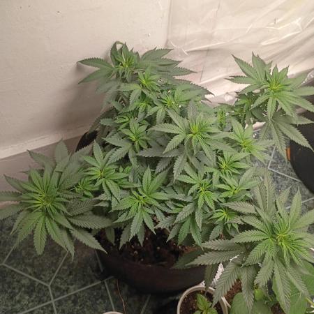 PEYOTE GORILLA