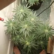 Red Hot Cookies