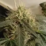 Red Hot Cookies