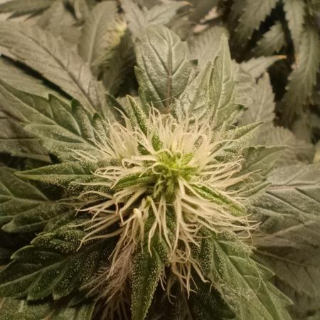 PEYOTE GORILLA
