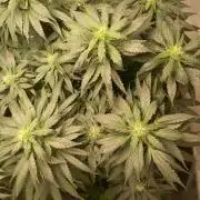 PEYOTE GORILLA