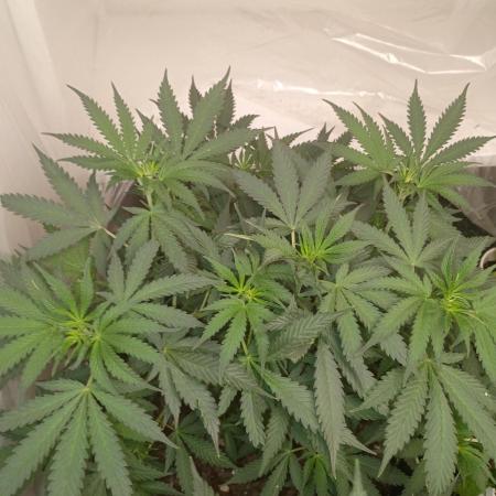 PEYOTE GORILLA