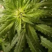 PEYOTE GORILLA