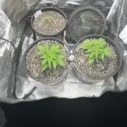 Northern Lights Auto