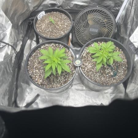 Northern Lights Auto