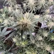 El Jardinarino