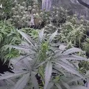 El Jardinarino