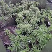 El Jardinarino