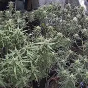 El Jardinarino