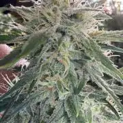 El Jardinarino