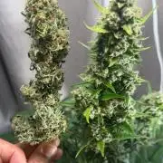 El Jardinarino