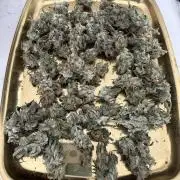 El Jardinarino