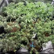 El Jardinarino