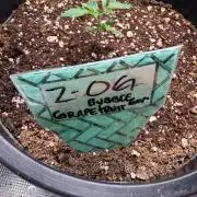 El Jardinarino and the Enochian Mystery