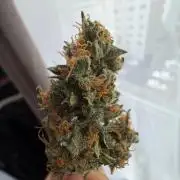 El Jardinarino
