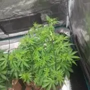 Blueberry Candiez auto - First time