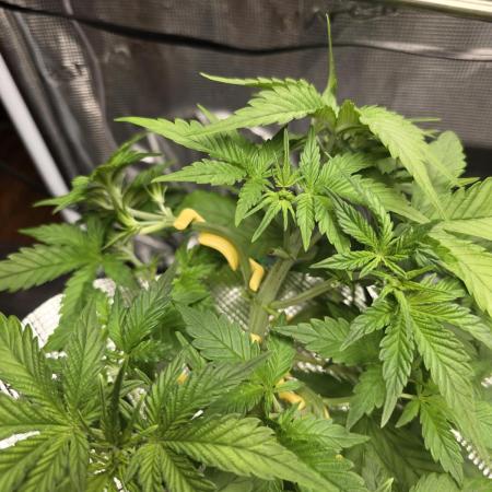 First time with Hydro