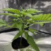 First time with Hydro